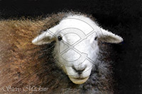Herdy Ewe, Herdwick Wall Art, Herdwick Sheep Art Studio, Herdy Sketch, Herdwick Artwork, Herdwick Sheep Art, Herdwick, Herdy, Mixed-Media Herdy Art, Herdy Sketches, Herdwick Sheep Sketch, Lakeland Herdy Artworks, Herdy Sheep Artist, Lakeland Sheep, Herdwick Sheep Acrylic Paintings, Herdwick Sheep Oil Painting, Herdies, Herdy Wall Art, Herdwick Sheep Oil Pastels, Herdwick Sheep Prints, Herdwick, Herdwick Sheep, Herdy Art, Herdwick Sheep Oil Painting, Barf, Starling Dodd, Lowther, Hindscarth, Crosscanonby, Black Combe, Eel Crag (Crag Hill), Hart Crag, High Newton, Lamplugh, Esk Pike, Red Pike (W
