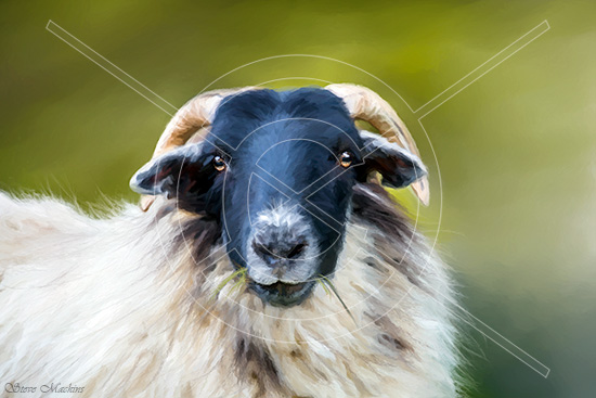 Blackface Sheep III 