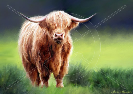 Highland Cow IV