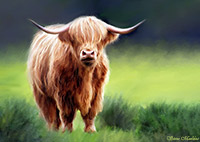 Highland Cow, Bull, Scotland, Cattle, Art, Artwork