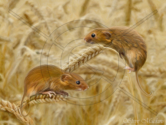 Field Mice on Wheat Stalks