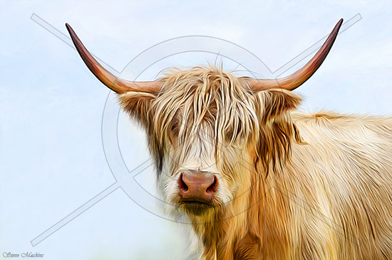 Highland Cow V