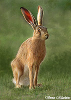 Hare, Rabbit, Lake District, Cumbria, Art, Artwork
