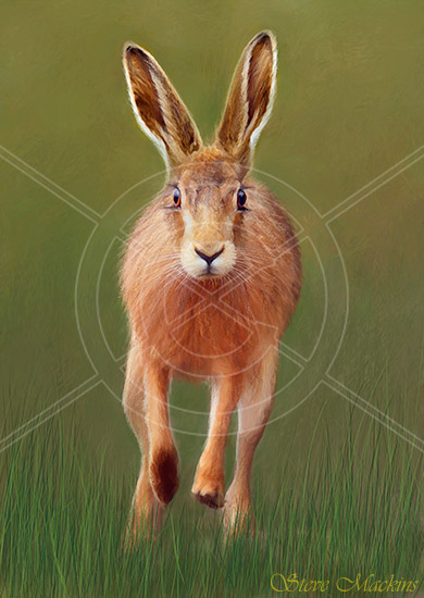 Lakeland Hare III