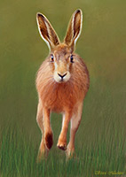 Lakeland Hare, Hare, Rabbit, Artwork,  Lake District, Cumbria