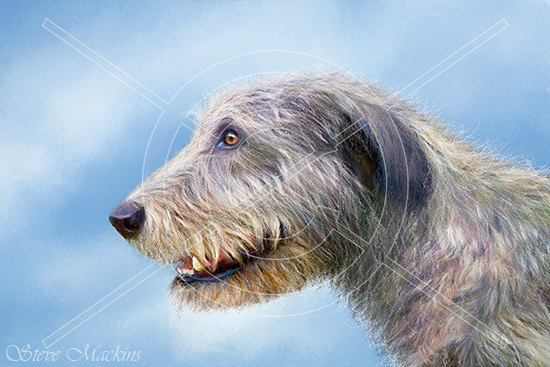 Irish Wolfhound ~ Ivan II