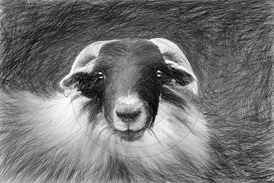 Blackfaced Sheep Sketch