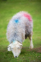 Herdwick, Herdwick, Herdy Ewe, Herdwick Sheep, Herdwick Sheep Oil Pastels, Herdy Sketch, Herdwick Drawings, Herdwick Sheep Oil Painting, Herdwick Sheep Art Studio, Herdwick Sheep Oil Painting, Herdy, Herdy Art, Herdwick Wall Art, Herdwick Sheep Art, Herdy Sheep Artist, Herdy Sketches, Herdies, Herdwick Sheep Prints, Lakeland Herdy Artworks, Lakeland Sheep, Herdwick Sheep Sketch, Herdwick Sheep Acrylic Paintings, Mixed-Media Herdy Art, Herdwick Artwork, Whin Rigg, Black Fell, Ings, Whitbeck, Bannerdale Crags, Red Pike (Buttermere), Bothel, Grey Knotts, Seascale, Birks, Grey Friar, Appleby-in-We
