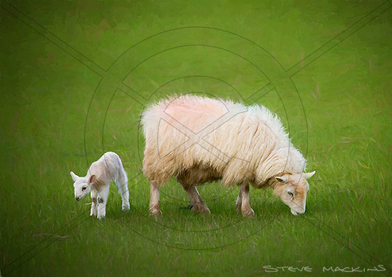 Herdwick Ewe with Lamb