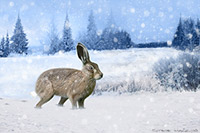 Winter, Hare, Brown Hare, Snow, Snowing, Rabbiit, Lake District, Cumbria