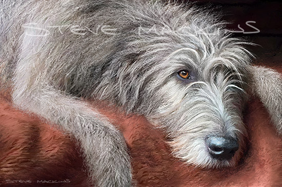 Irish wolfhound ~ Sergei