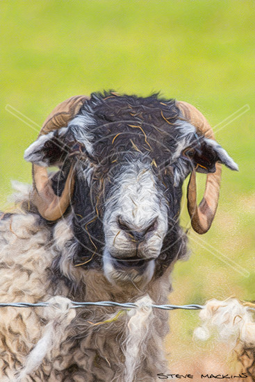 Blackface Sheep Lorton