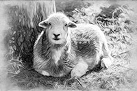 Herdwick Drawings, Herdwick Sheep Art, Mixed-Media Herdy Art, Herdwick Sheep Oil Painting, Herdwick Wall Art, Herdy, Herdwick, Herdwick Sheep Art Studio, Herdwick Sheep Sketch, Herdy Sketch, Lakeland Herdy Artworks, Herdy Sheep Artist, Herdwick Sheep Oil Painting, Herdwick Sheep, Herdwick Sheep Acrylic Paintings, Herdies, Herdwick, Herdy Wall Art, Herdwick Sheep Oil Pastels, Herdy Sketches, Lakeland Sheep, Herdwick Sheep Prints, Herdy Art, Herdy Ewe, Green Gable, Kirkcambeck, Boustead Hill, Casterton, Oxenholme, Portinscale, Winster, Mosedale, Cumrew, Maryport, Dale Head, Lindale, Haverthwaite