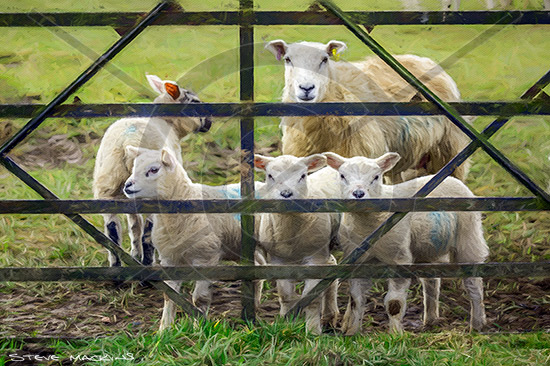 Texel Cross Ewe & Lambs Ennerdale 