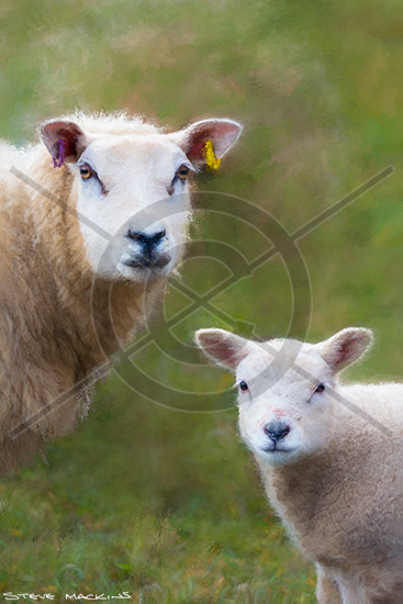 Texel Cross Ewe with Lamb