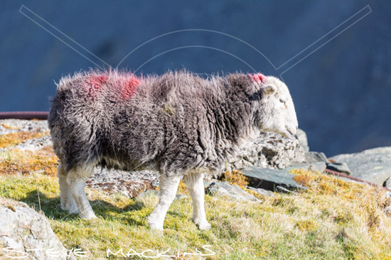 Anthorn Herdwick Sheep