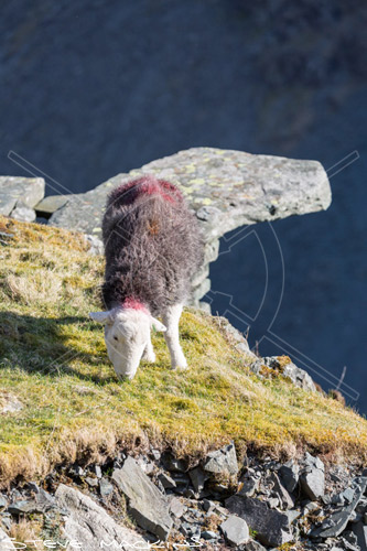 Eagle Crag Herdwick Ewe