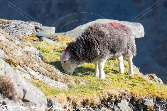 Great Sca Fell Farm Herdwick Sheep