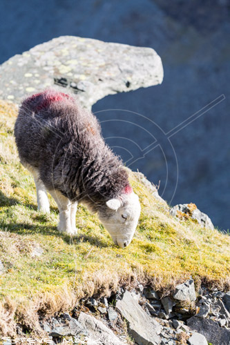 Walla Crag Valley Herdwick Ewe