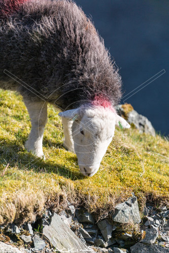 Muncaster Fell Valley Herdwick Ewe