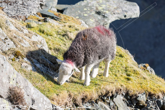 Lake District Valley Herdwick Sheep