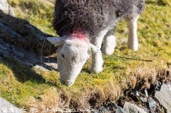 Mealsgate Herdwick Sheep