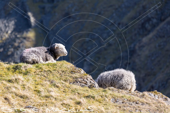 Grey Crag Farm Herdwick Sheep