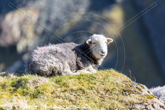 Lamplugh Herdwick Sheep