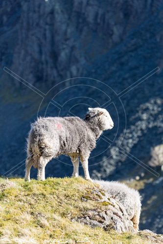 Killington Valley Herdwick Sheep