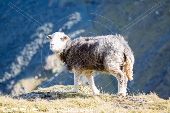 Thursby Field Herdwick Sheep