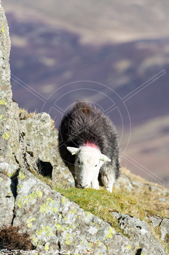Burton-in-Kendal Field Herdwick Sheep