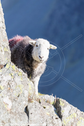 Bewaldeth Valley Herdwick Ewe