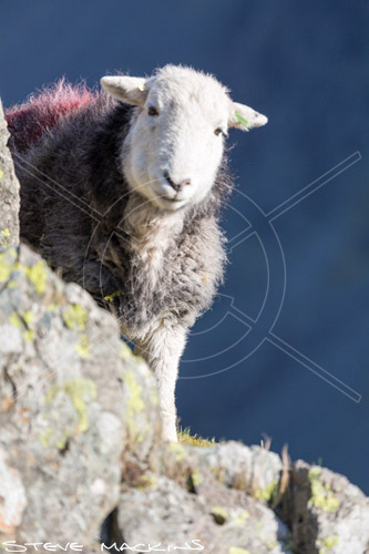 Eaglesfield Valley Herdwick Sheep