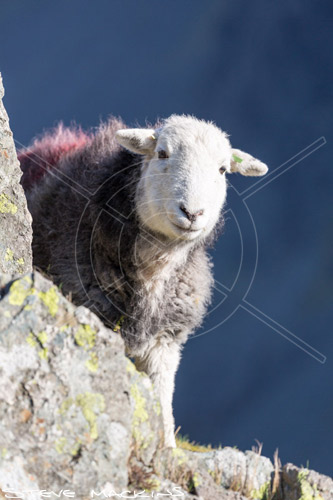 Swinside Field Herdwick Sheep