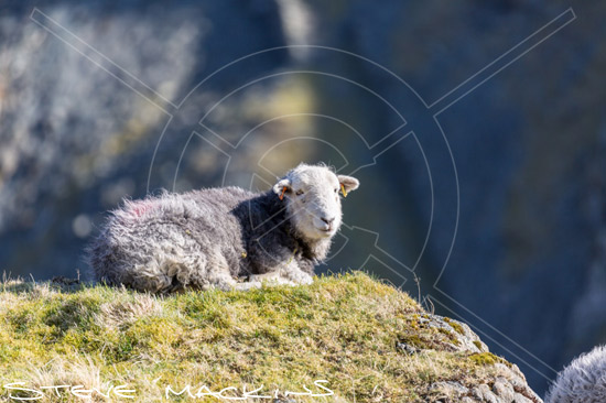 Holme Fell Herdwick Sheep