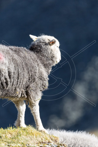 Bakestall Herdwick Sheep
