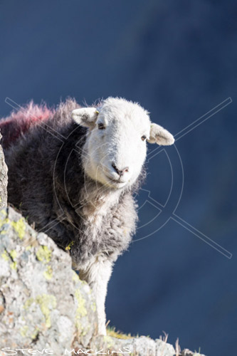 Buttermere Herdwick Sheep