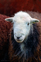 Mixed-Media Herdy Art, Herdwick Wall Art, Herdy Sketches, Herdy Art, Herdwick Artwork, Lakeland Sheep, Herdwick Sheep Art, Herdy, Herdwick Sheep Art Studio, Herdwick Sheep Sketch, Herdies, Herdwick, Herdwick Sheep Oil Pastels, Herdwick Drawings, Herdy Ewe, Herdwick Sheep Acrylic Paintings, Herdy Sheep Artist, Herdwick, Lakeland Herdy Artworks, Herdwick Sheep Prints, Herdwick Sheep, Herdy Wall Art, Herdy Sketch, Herdwick Sheep Oil Painting, Helm Crag, Bampton Grange, Caldbeck, Gibson Knott, High Street, Rusland, Crag Fell, Scoat Fell, Seatoller, Corney, Birkhouse Moor, Illgill Head, Great Orton