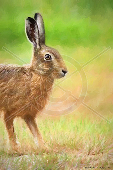 Lakeland Hare