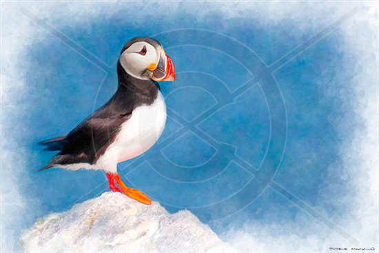 Puffin St Kilda Outer Hebrides