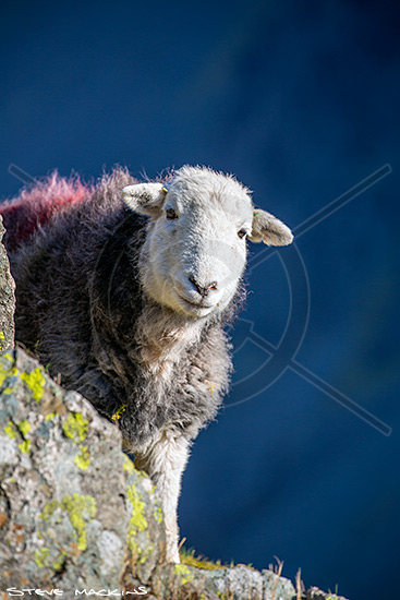 Loft Crag Field Lakeland Sheep