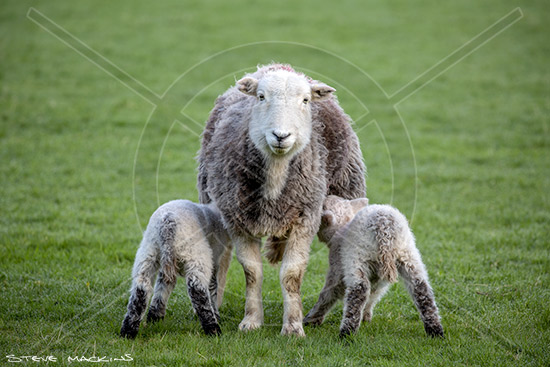 Wether Hill Farm Herdwick Sheep