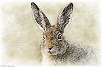 Hare IV, Lake District, Cumbria, Rabbit, Lakeland