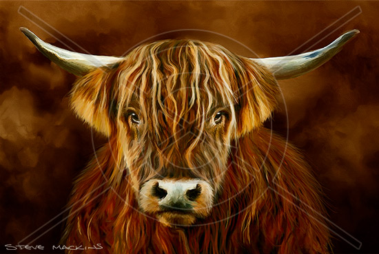 Highland Cow VI