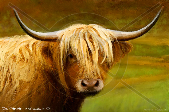 Highland Cow VII