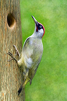 Green Woodpecker, Birds
