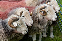 Herdwick Sheep Oil Pastels, Herdies, Herdwick Sheep Art, Herdwick Drawings, Herdy Ewe, Herdwick Wall Art, Herdwick Sheep Art Studio, Herdwick Sheep Prints, Herdy, Herdy Sketch, Lakeland Sheep, Herdwick, Herdwick, Herdy Sheep Artist, Herdwick Sheep Acrylic Paintings, Herdwick Sheep, Mixed-Media Herdy Art, Herdwick Sheep Sketch, Herdy Art, Herdy Sketches, Lakeland Herdy Artworks, Herdwick Sheep Oil Painting, Herdwick Sheep Oil Painting, Herdwick Artwork, Applethwaite, Penruddock, Catbells, Warcop, Caudale Moor, Birkhouse Moor, Knott, The, Long Marton, Kirkoswald, Briery, Kirkbride, Crosby-on-Ede