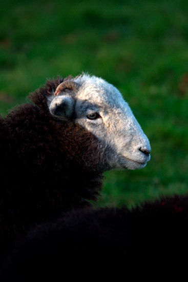Bardsea Lake district Sheep
