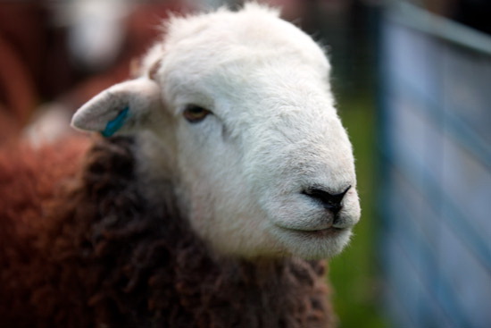 Leasgill Lakeland Sheep