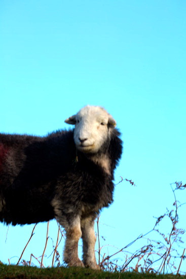 Piel Island Valley Herdwick Sheep